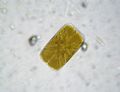 Navicula rhombica